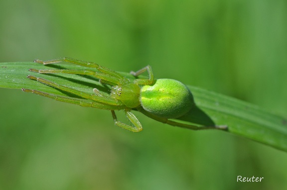 Grüne Huschspinne (Micrommata virescens)